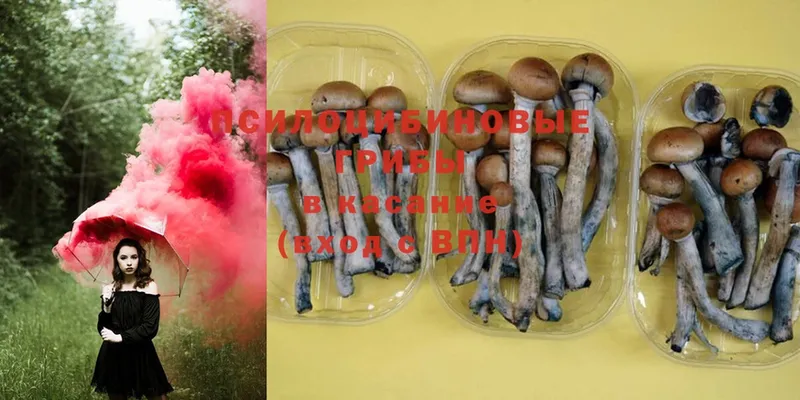 Галлюциногенные грибы MAGIC MUSHROOMS  закладки  Минусинск 